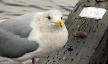 Puzzle 2389 - Mouette