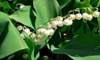 Puzzle 2413 - Muguet sauvage