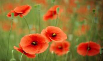 Puzzle 2432 - Eclats de coquelicots