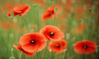 Puzzle Eclats de coquelicots