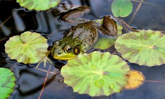 Puzzle Un crapaud heureux