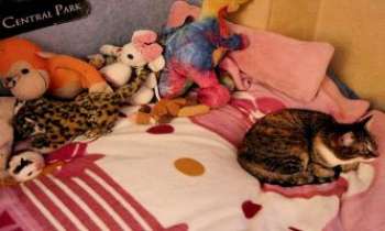 Puzzle 2455 - La sieste des peluches