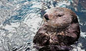 Puzzle 2478 - Loutre de Mer