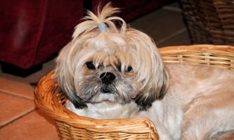 Puzzle Shih Tzu