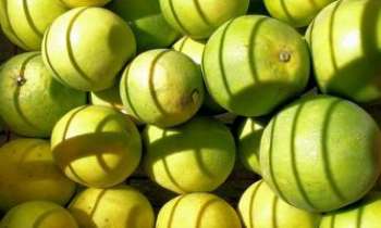 Puzzle 2499 - Pomelos