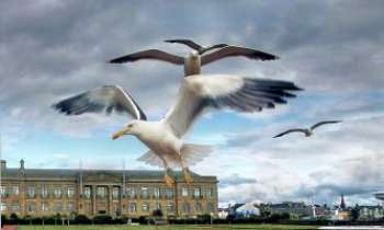 Puzzle 2501 - Les oiseaux sur la ville