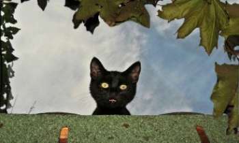 Puzzle 2519 - Coucou ! c'est moi...