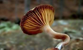 Puzzle 2522 - Champignon Gramophone