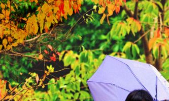 Puzzle Vent d'Automne