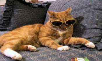 Puzzle 2575 - Lunettes pour chat