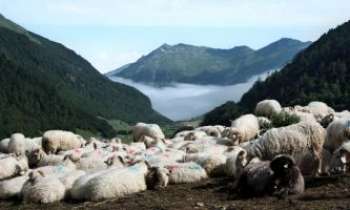 Puzzle 2647 - Transhumance