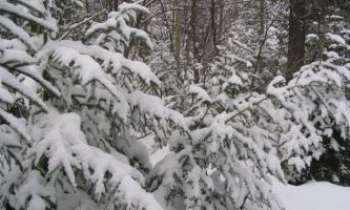 Puzzle 2552 - Paysage d'Hiver