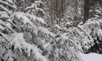 Puzzle Paysage d'Hiver