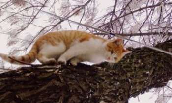 Puzzle 2571 - Un chat en hiver