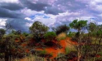 Puzzle 2598 - Bush Australien