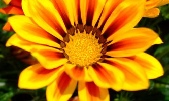 Puzzle Un rayon de soleil