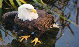 Puzzle Aigle pêcheur