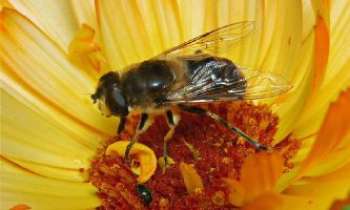 Puzzle 2651 - Pollinisation