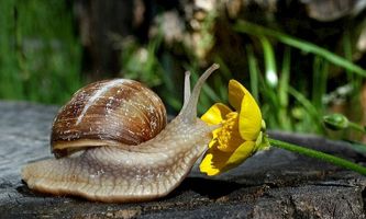 Puzzle Escargot explorateur