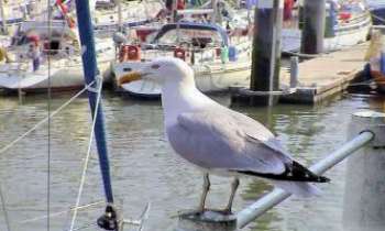 Puzzle 2676 - Mouette - Ostende