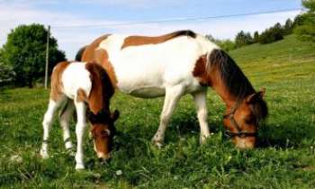 Puzzle 2693 - Campagne et chevaux