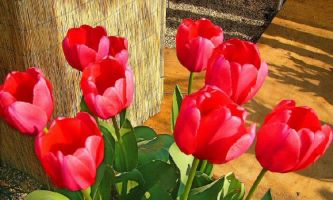 Puzzle Tulipes perroquets