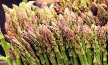 Puzzle 2705 - Asperges vertes
