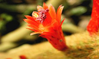 Puzzle Fleur de cactus