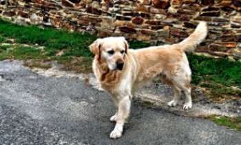 Puzzle 2766 - Golden Retriever