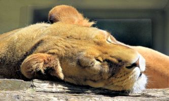 Puzzle Lionne au repos