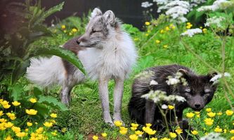 Puzzle Renards
