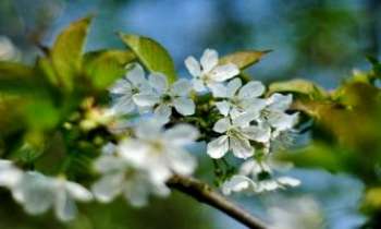 Puzzle 2844 - Arbres en fleurs
