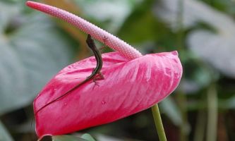 Puzzle Un lézard ambitieux
