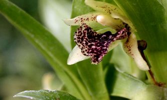Puzzle Orchidée sauvage