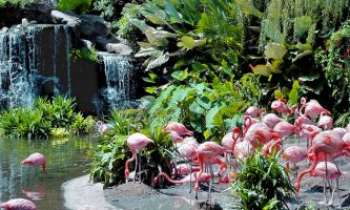 Puzzle 2859 - Singapour-Flamands roses
