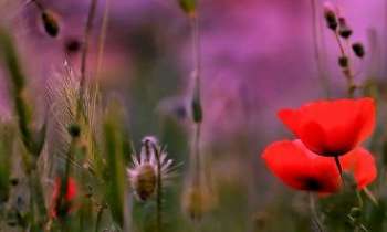 Puzzle 2878 - Premiers coquelicots
