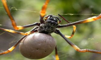 Puzzle Equilibriste sur son fil