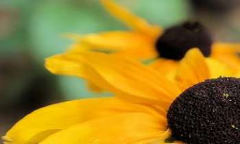 Puzzle 2930 - Rudbeckia