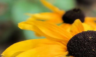 Puzzle Rudbeckia