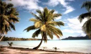 Puzzle 2935 - Palmiers - Australie