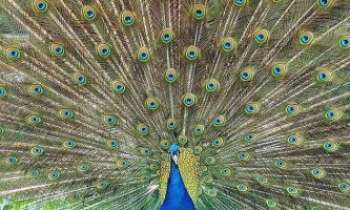 Puzzle 2948 - Eventail naturel