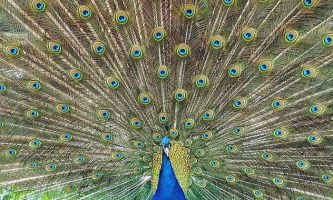 Puzzle Eventail naturel