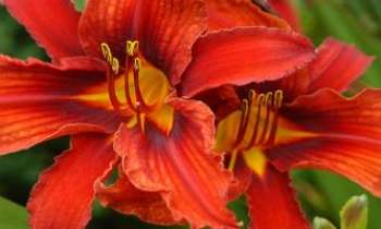 Puzzle 3050 - Tropicale