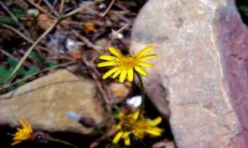 Puzzle 2965 - Interstice fleuri
