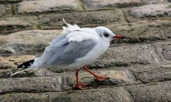 Puzzle 2990 - Mouette en Bretagne