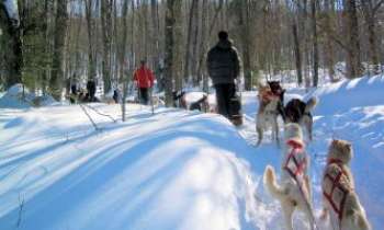 Puzzle 3034 - Chiens de Traîneaux