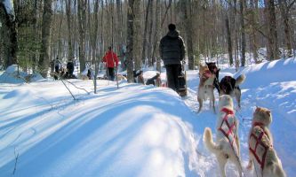 Puzzle Chiens de Traîneaux