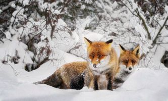 Puzzle Renards en hiver