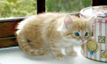 Puzzle 3098 - Chaton gourmand