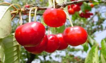 Puzzle 3147 - Le temps des cerises